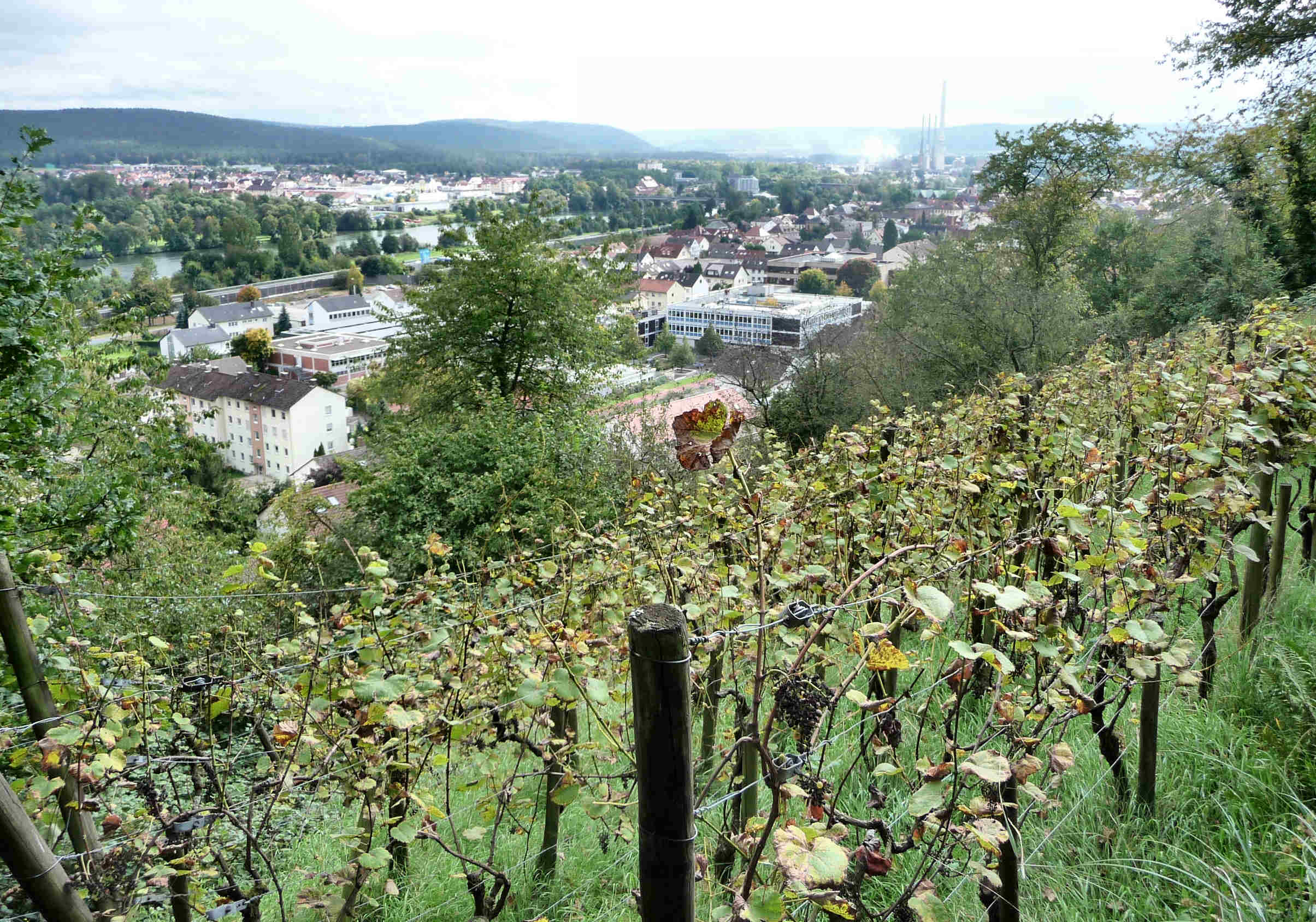 Wein Hoellenstutz Blick Maintal